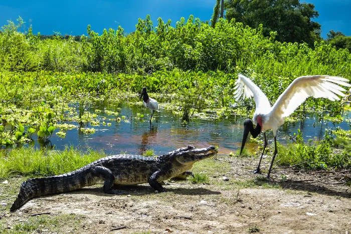 Pantanal